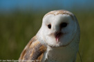 Roofvogels